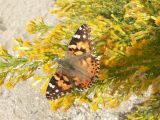 Painted Lady (Vanessa cardui)