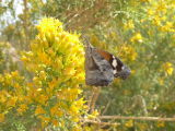 American Snout (Libytheana carinenta streckeri)