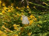 Marine Blue (Leptotes marina)
