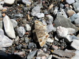 Arizona Powdered-Skipper (Systasea zampa