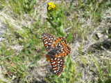 Chalcedon Checkerspot (Euphydryas chalcedona klotsi)