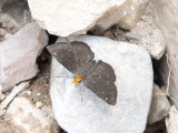Golden-headed Sootywing (Staphylus ceos)