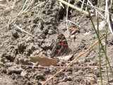 American Lady (Vanessa virginiensis)