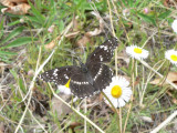 Bordered Patch (Chlosyne lacinia crocale)