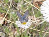 Eastern Tailed Blue (Cupido comyntas texana)