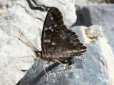 Empress Leilia (Asterocampa leilia)