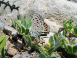 Acmon Blue (Plebejus acmon)