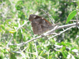 American Snout (Libytheana carinenta streckeri)
