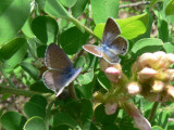 Marine Blue & Reakirt's Blue