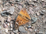 Empress Leilia (Asterocampa leilia)