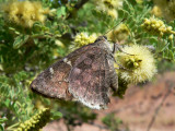 Acacia Skipper (Cogia hippalus hippalus)