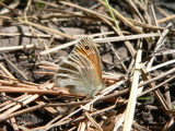 Common Ringlet (Coenonympha tullia subfusca)