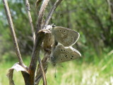 Arctic Blue (Plebejus glandon punctatus) - coupled pair