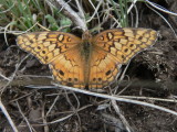 Variegated Fritillary (Euptoieta claudia)
