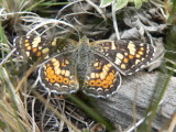 Mylitta Crescent (Phyciodes mylitta arizonensis)