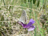 Reakirt's Blue (Echinargus isola)