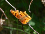 Satyr Anglewing (Polygonia satyrus satyrus)
