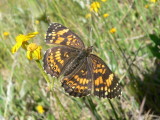 Silvery Checkerspot (Chlosyne nycteis drusius)