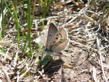 Arctic Blue (Plebejus glandon punctatus)