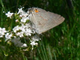 Gray Hairstreak (Strymon melinus franki)