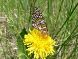 Arachne Checkerspot (Poladryas arachne nympha)