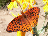 Northwestern Fritillary (Speyeria hesperis nausicaa)