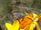 Greenish Blue (Plebejus saepiolus)