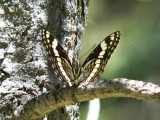 Weidemeyer Admiral (Limenitis weidemeyerii angustifascia)