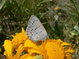 Silvery Blue (Glaucopsyche lygdamus arizonensis)