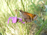 Taxiles Skipper (Poanes taxiles)
