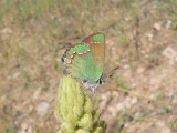 Western Green Hairstreak (Callophrys affinis apama)