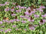 Northwestern Fritillary (Speyeria hesperis nausicaa)