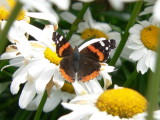 Red Admiral (Vanessa atlanta rubria)