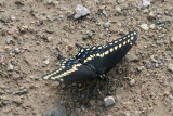 Black Swallowtail (Papilio polyxenes asterius)