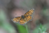 Arizona Checkerspot (Texola perse)