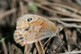 Arizona Pine Satyr (Paramacera xicaque allyni)