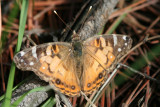 American Lady (Vanessa virginiensis)