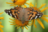 Painted Lady (Vanessa cardui)
