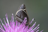 Moon-marked Skipper (Atrytonopsis lunus)