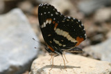 Bordered Patch (Chlosyne lacinia crocale)