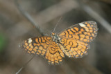 Tiny Checkerspot (Dymasia dymas chara)