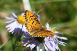 Speyeria sp