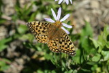 Speyeria sp