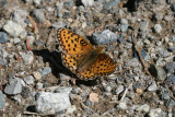 Speyeria sp
