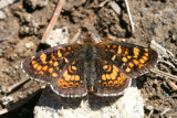 Chlosyne sp.