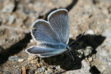 Boisduval's Blue (Plebejus icariodes montis)