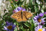 Speyeria sp