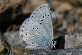 Boisduval's Blue (Plebejus icariodes montis)