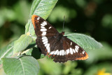 Lorquin's Admiral (limenitis lorquinii ilgae)