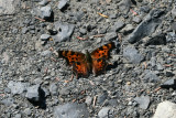 Green Anglewing (Polygonia faunus arcticus)